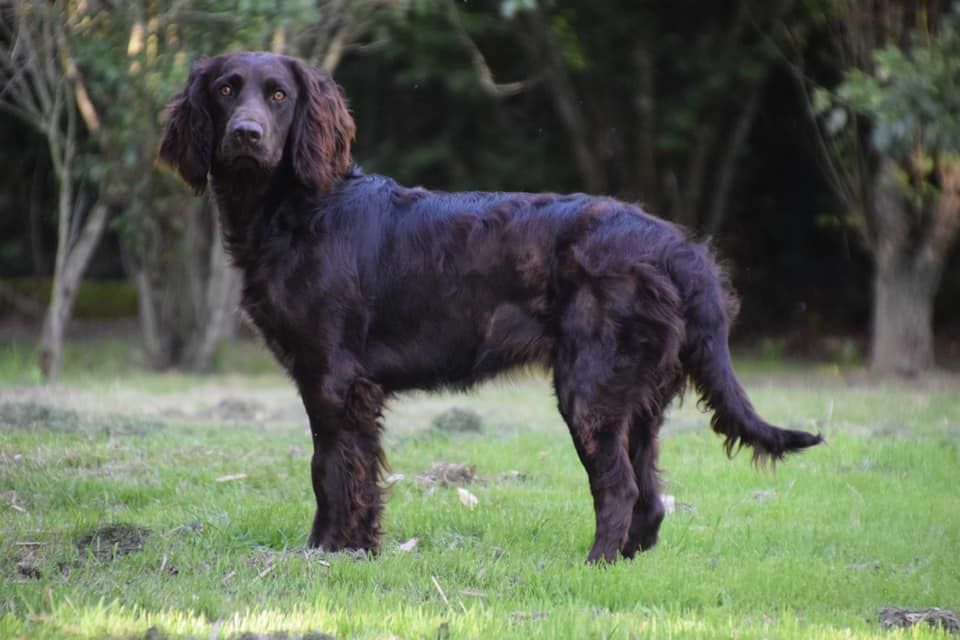 Raibane De La Forêt De Courbépine