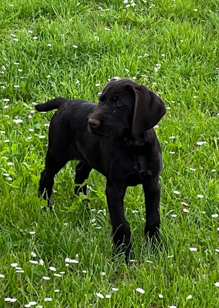 Les Chien d'arrêt allemand à poil dur de l'affixe De La Dernière Harde De Sologne