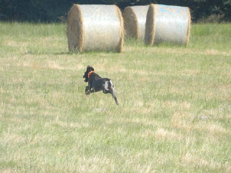 Lutèce Vom hundegelaut