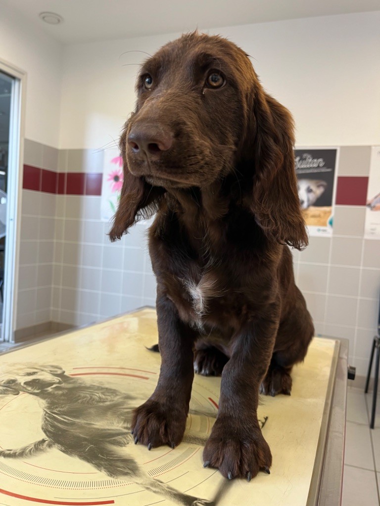 De La Dernière Harde De Sologne - Chiot disponible  - Chien d'Oysel allemand