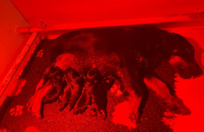 De La Dernière Harde De Sologne - Terrier de chasse allemand - Portée née le 07/04/2024