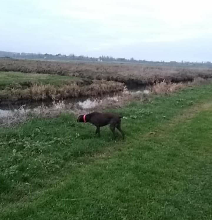 Lutèce Vom hundegelaut