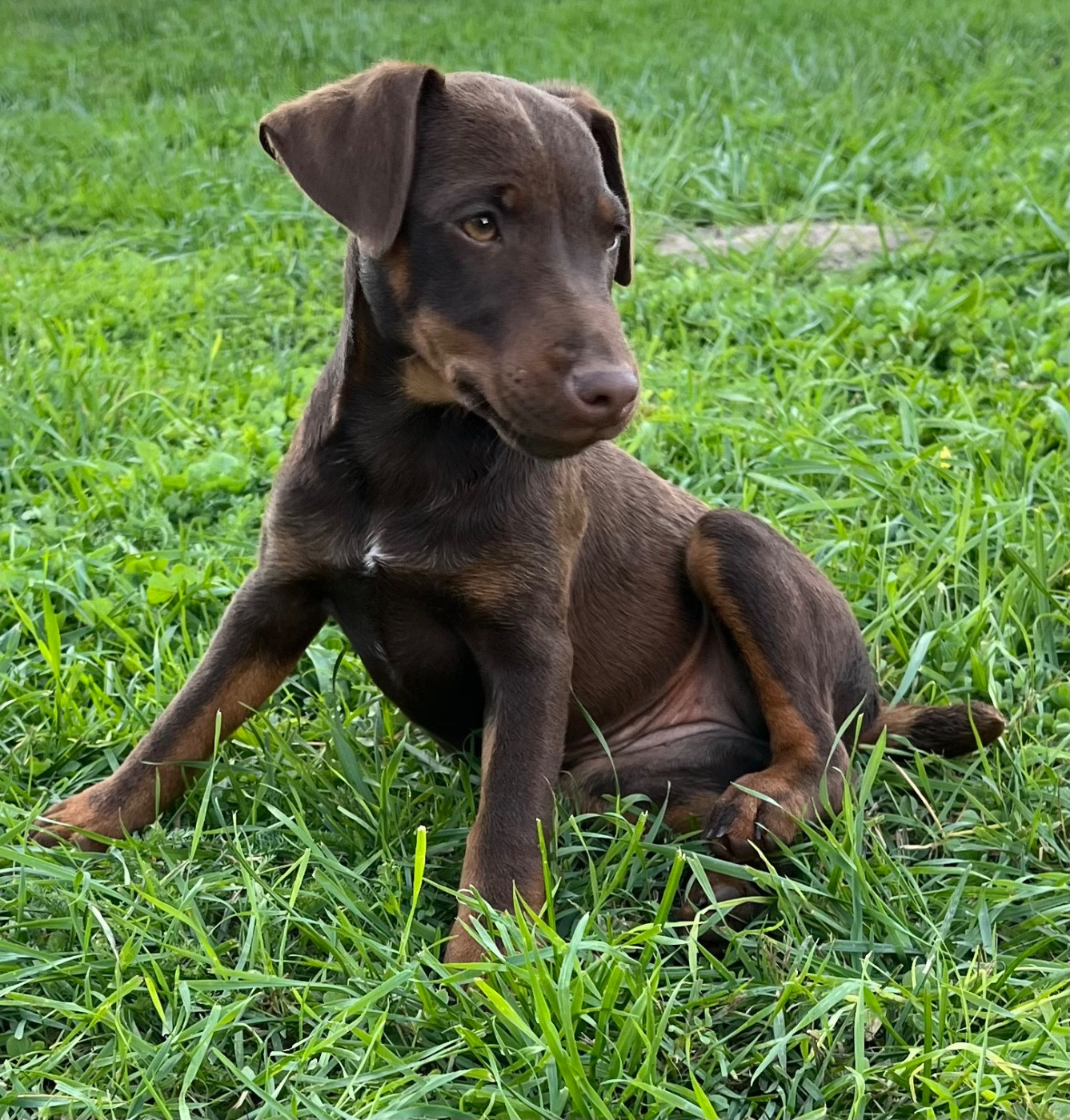 Aretha De La Dernière Harde De Sologne