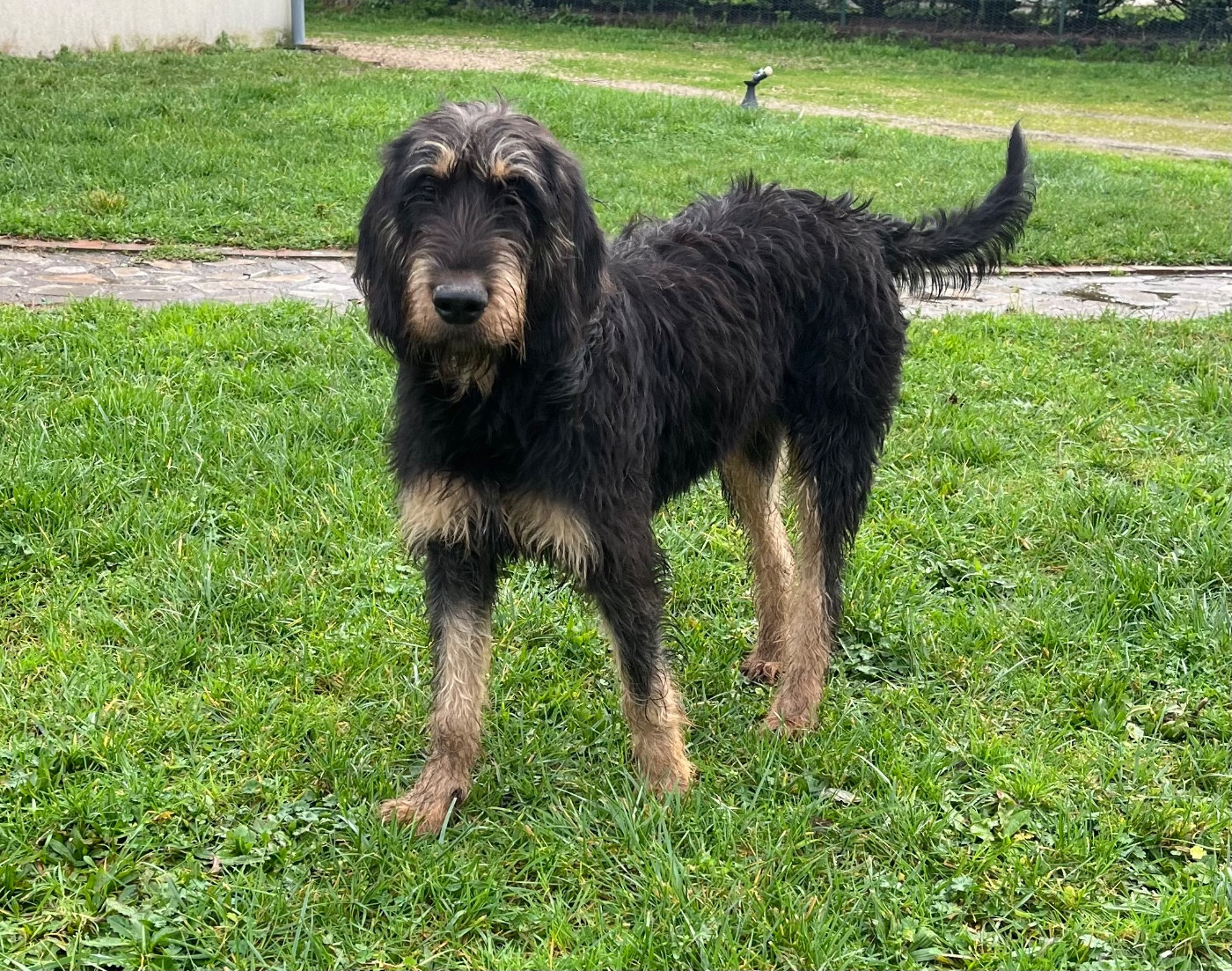 Azalée dite Aumance des hauts du val de saone