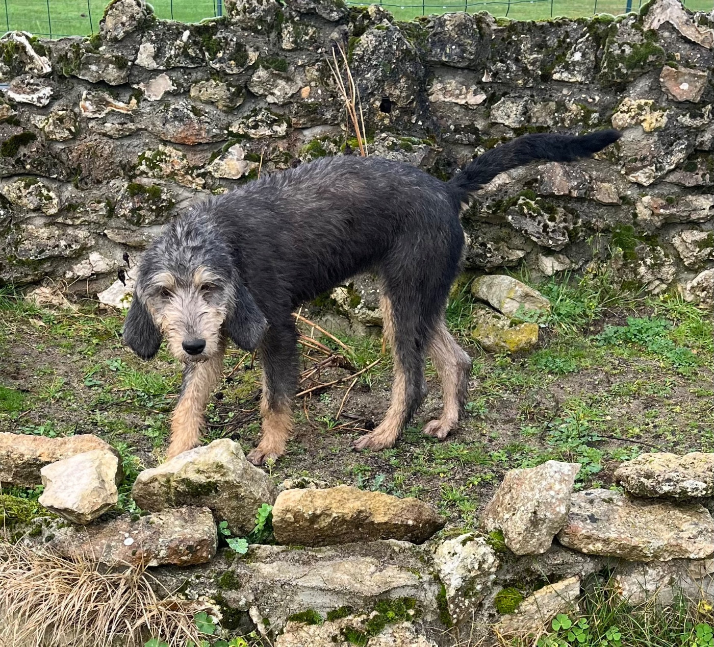 Aliénor de la côte nazareth