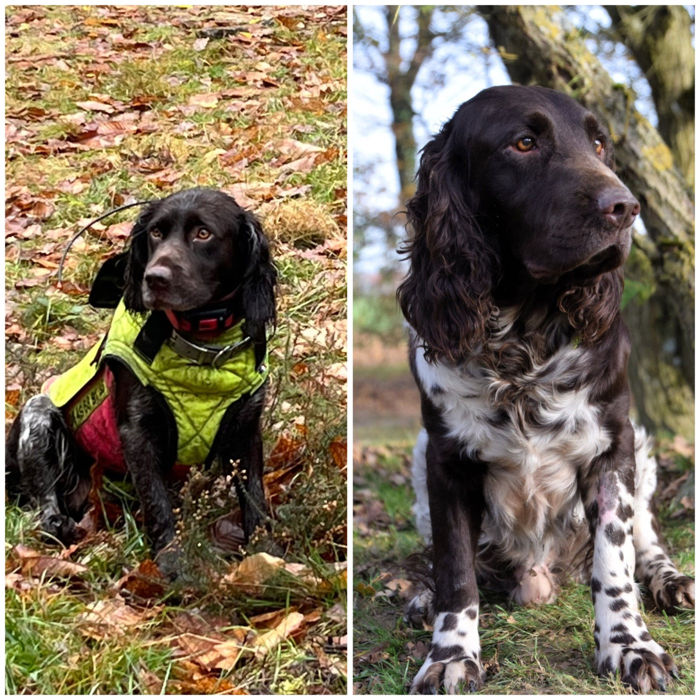 Portée Snatch X Varenne