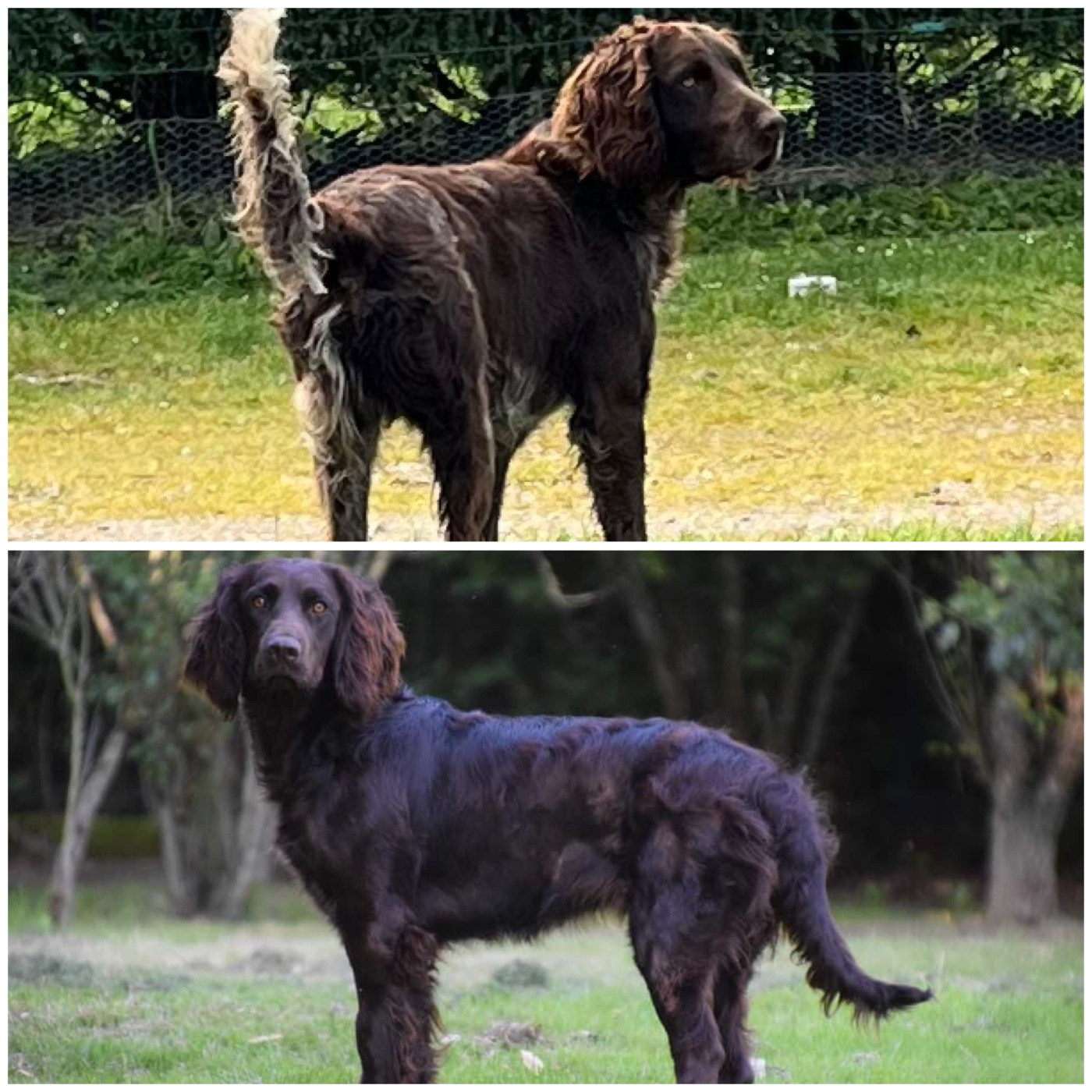 Saillie Raibane X Vérone