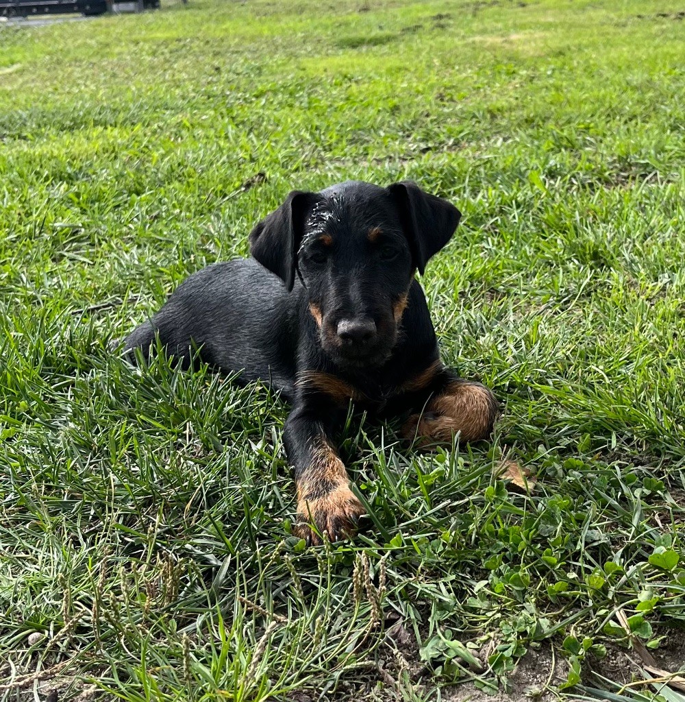 De La Dernière Harde De Sologne - Chiots disponibles - Terrier de chasse allemand