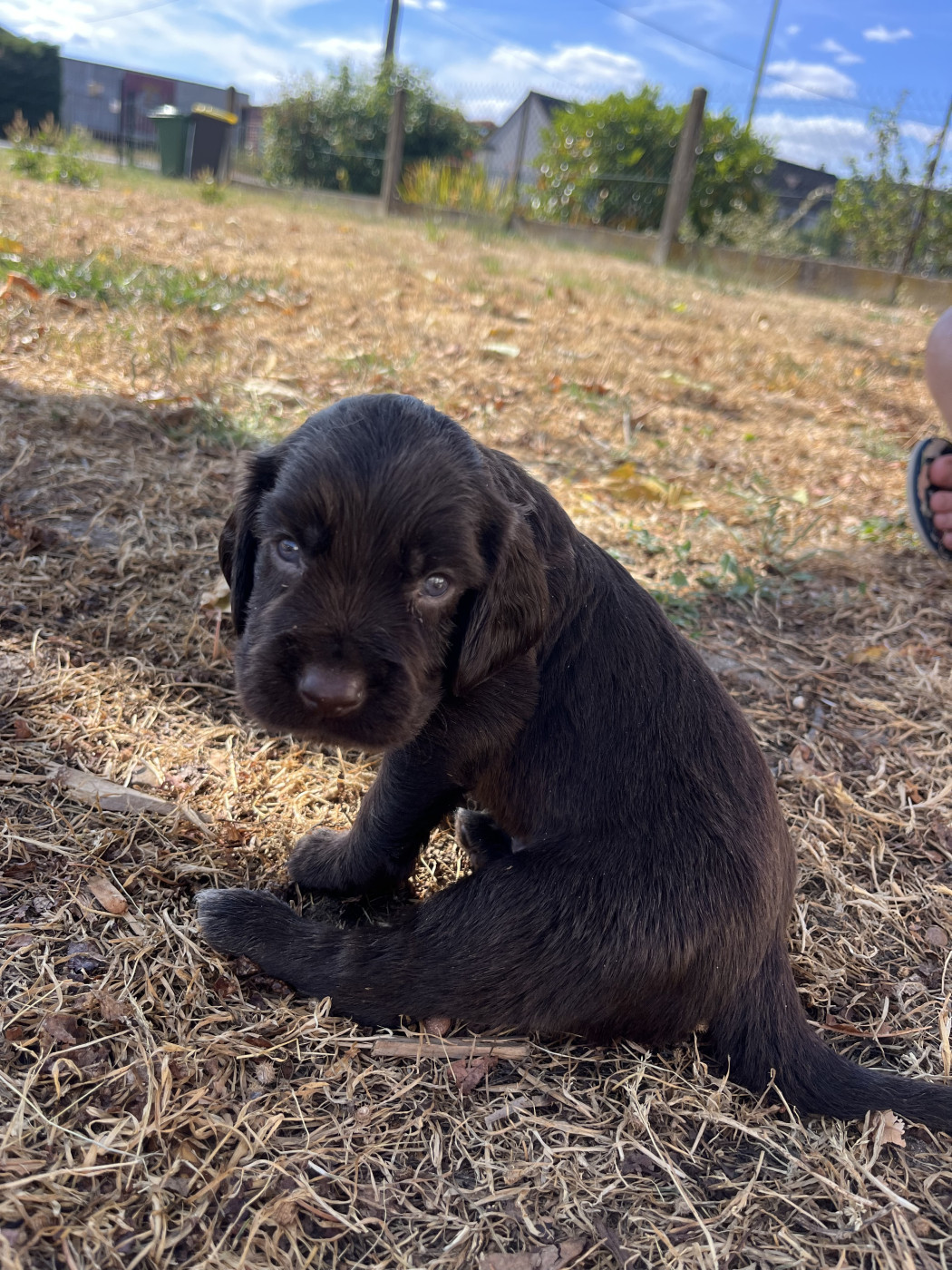 De La Dernière Harde De Sologne - Chiots disponibles - Chien d'Oysel allemand