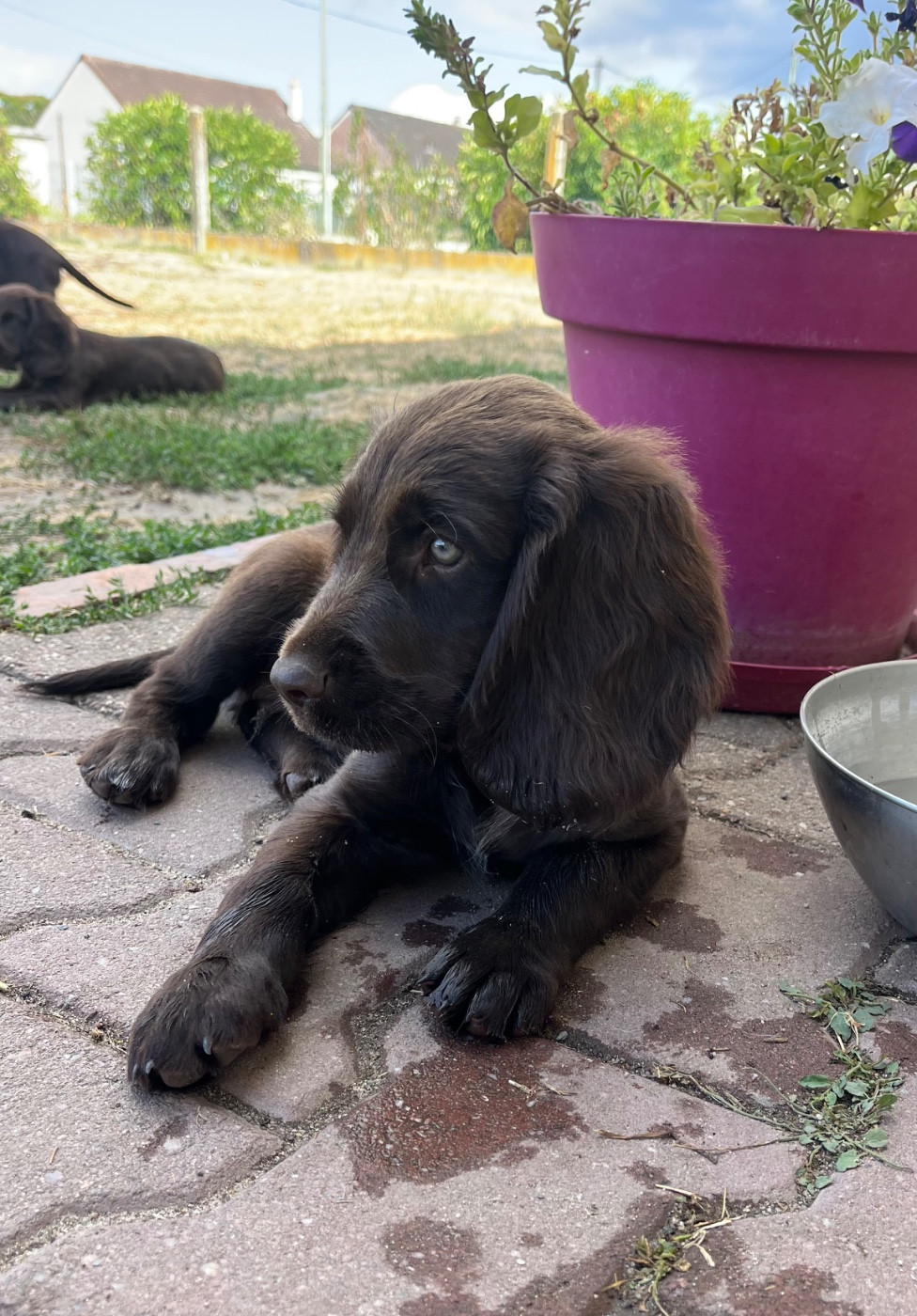 De La Dernière Harde De Sologne - Chiots disponibles - Chien d'Oysel allemand