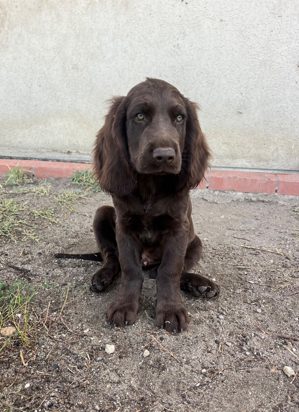 De La Dernière Harde De Sologne - Chiots disponibles - Chien d'Oysel allemand