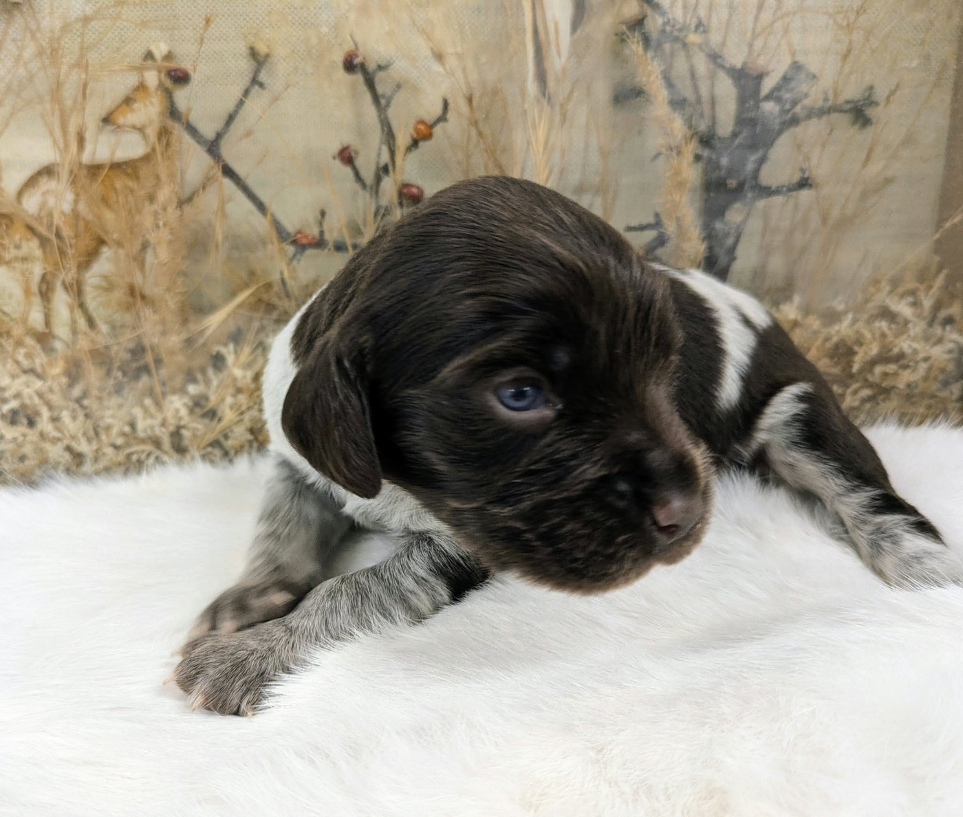 De La Dernière Harde De Sologne - Chiots disponibles - Chien d'Oysel allemand