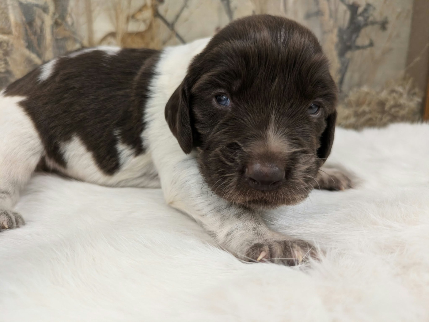 De La Dernière Harde De Sologne - Chiots disponibles - Chien d'Oysel allemand
