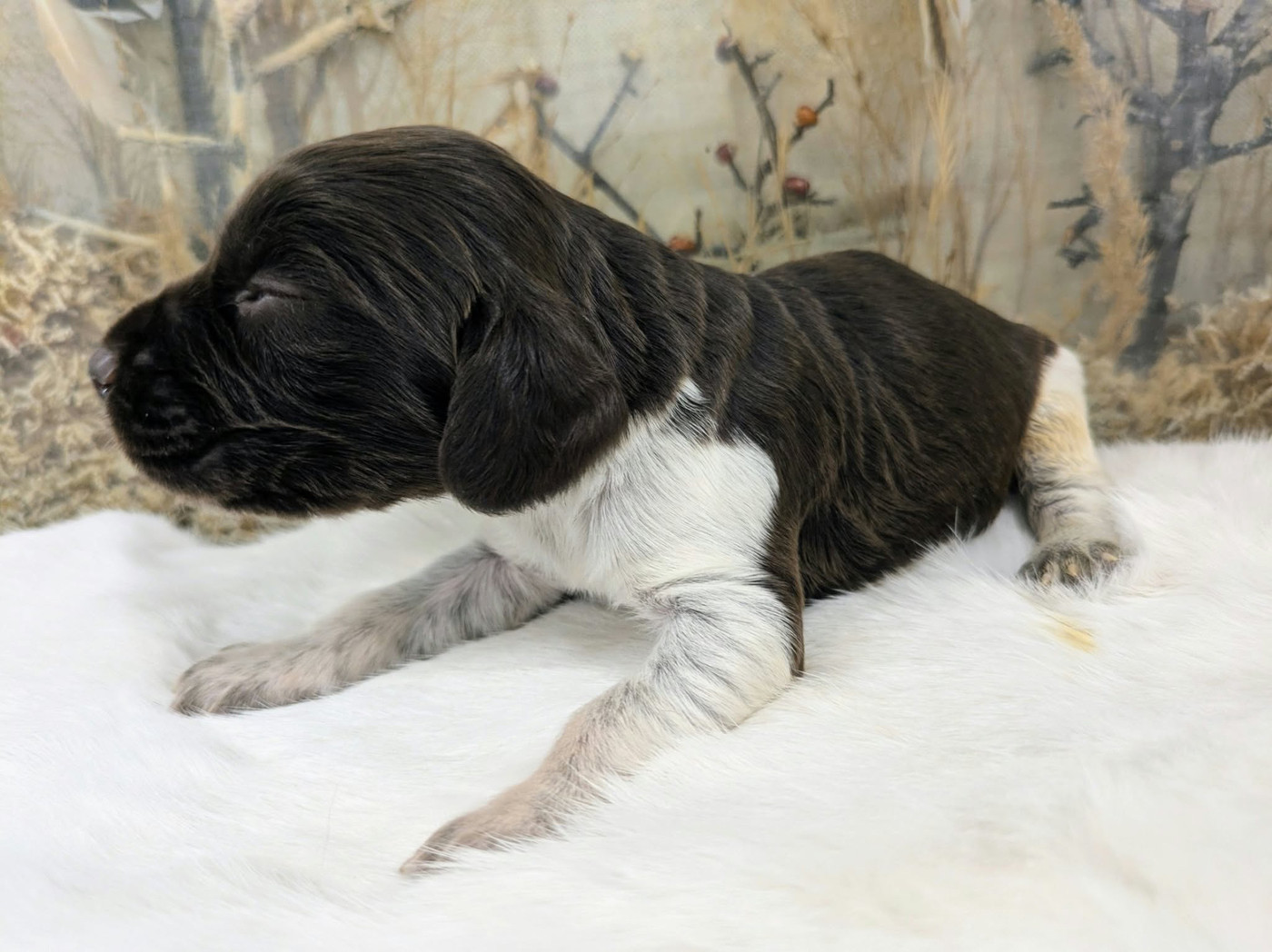 De La Dernière Harde De Sologne - Chiots disponibles - Chien d'Oysel allemand