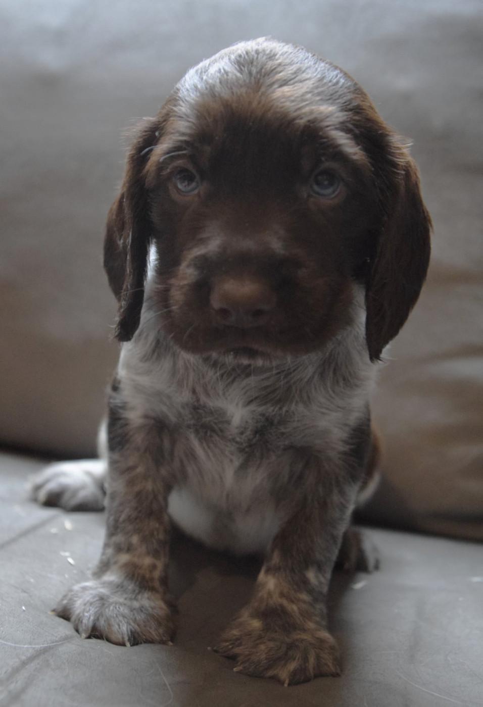 De La Dernière Harde De Sologne - Chiots disponibles - Chien d'Oysel allemand