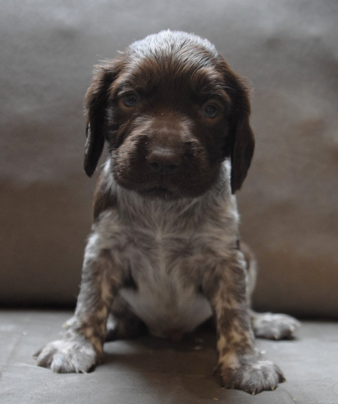 De La Dernière Harde De Sologne - Chiots disponibles - Chien d'Oysel allemand