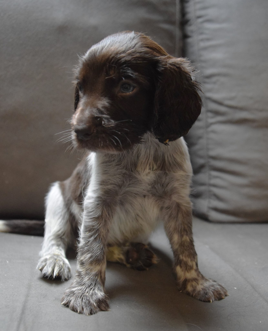 De La Dernière Harde De Sologne - Chiots disponibles - Chien d'Oysel allemand