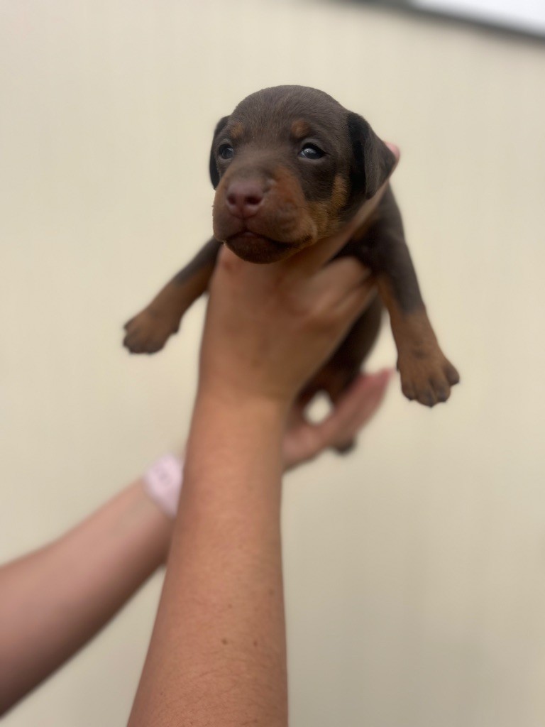 De La Dernière Harde De Sologne - Chiots disponibles - Terrier de chasse allemand