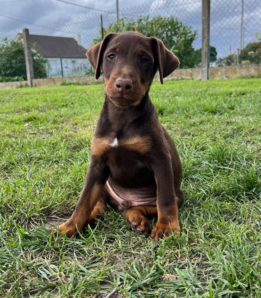 De La Dernière Harde De Sologne - Chiots disponibles - Terrier de chasse allemand
