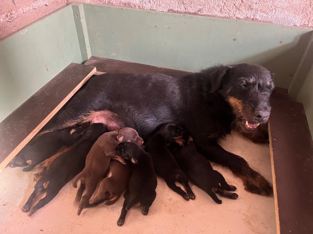 Chiot Terrier de chasse allemand De La Dernière Harde De Sologne