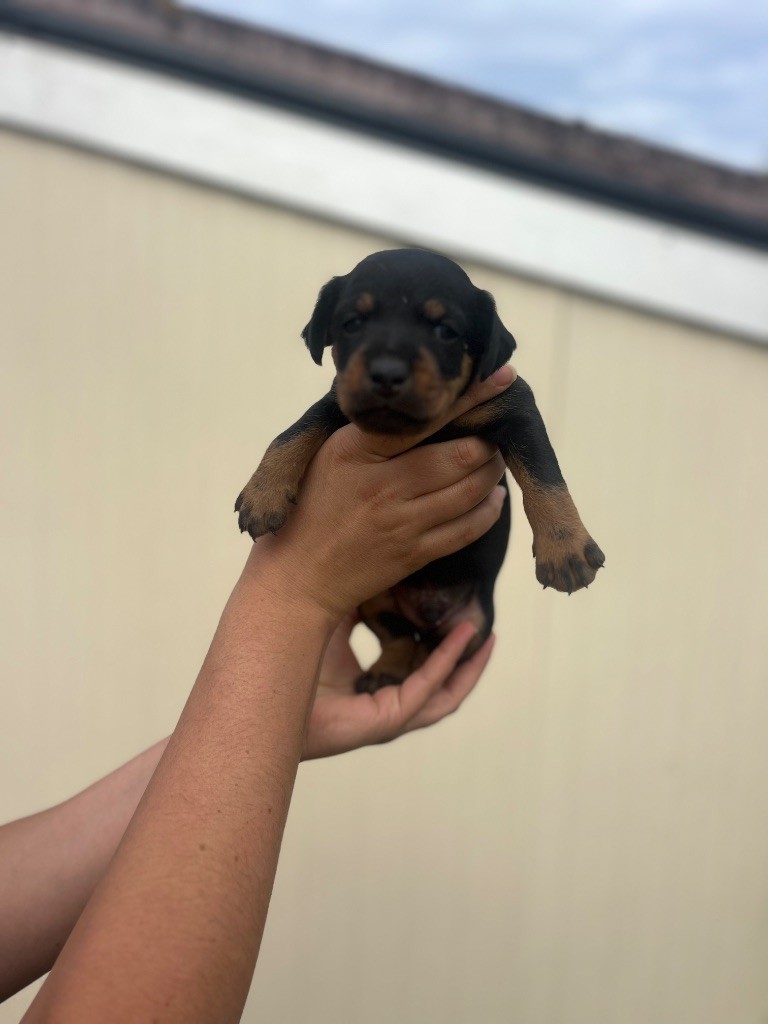 De La Dernière Harde De Sologne - Chiots disponibles - Terrier de chasse allemand