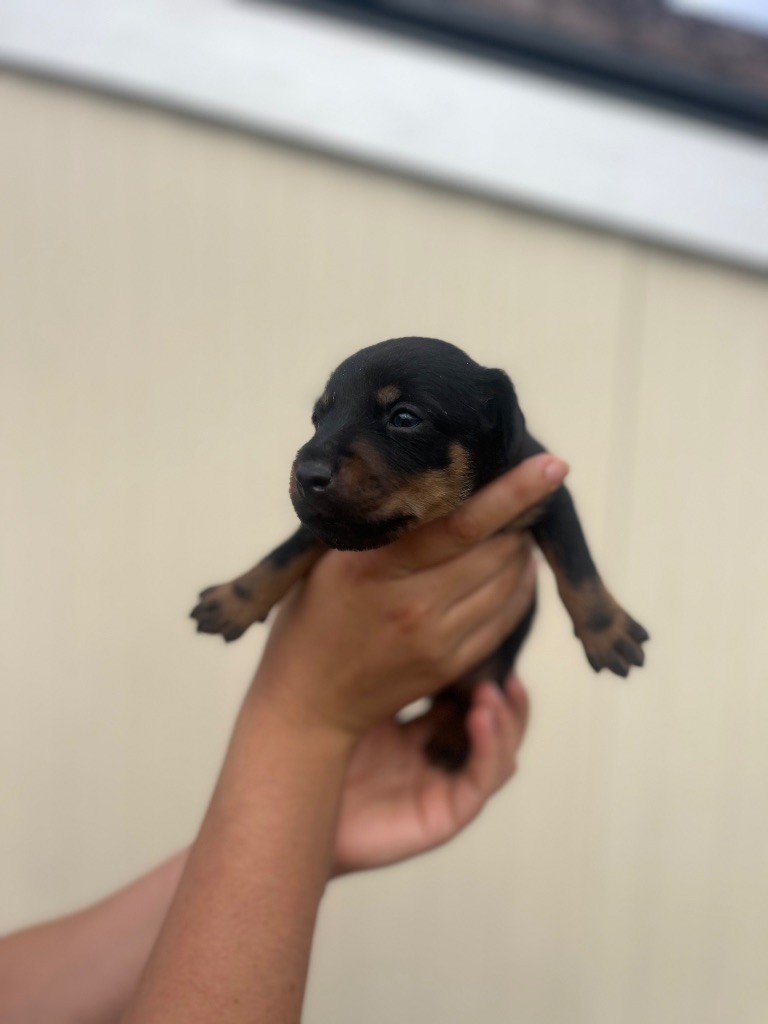 De La Dernière Harde De Sologne - Chiots disponibles - Terrier de chasse allemand