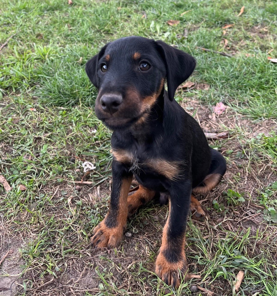 De La Dernière Harde De Sologne - Chiots disponibles - Terrier de chasse allemand