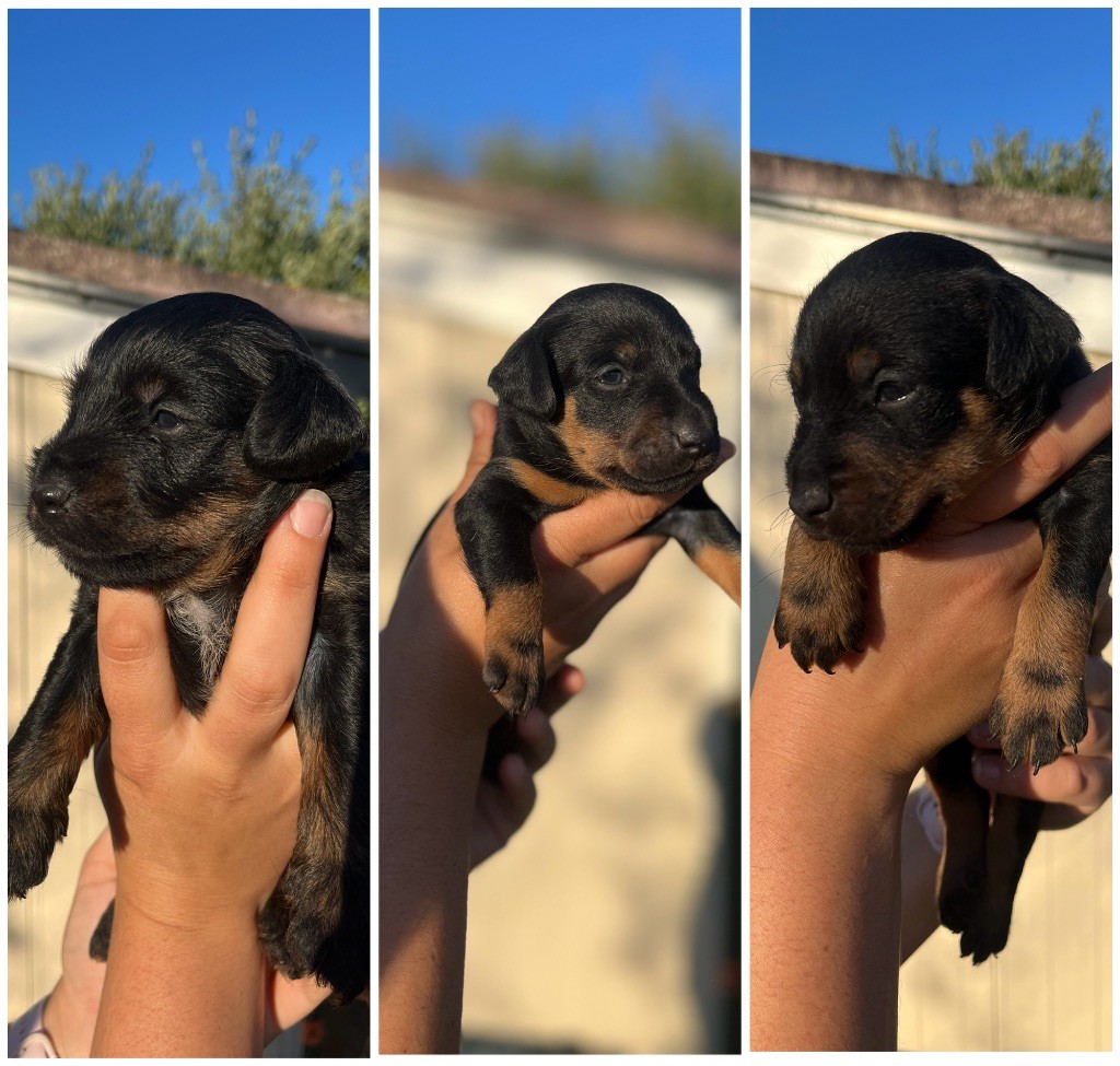 Chiot Terrier de chasse allemand De La Dernière Harde De Sologne