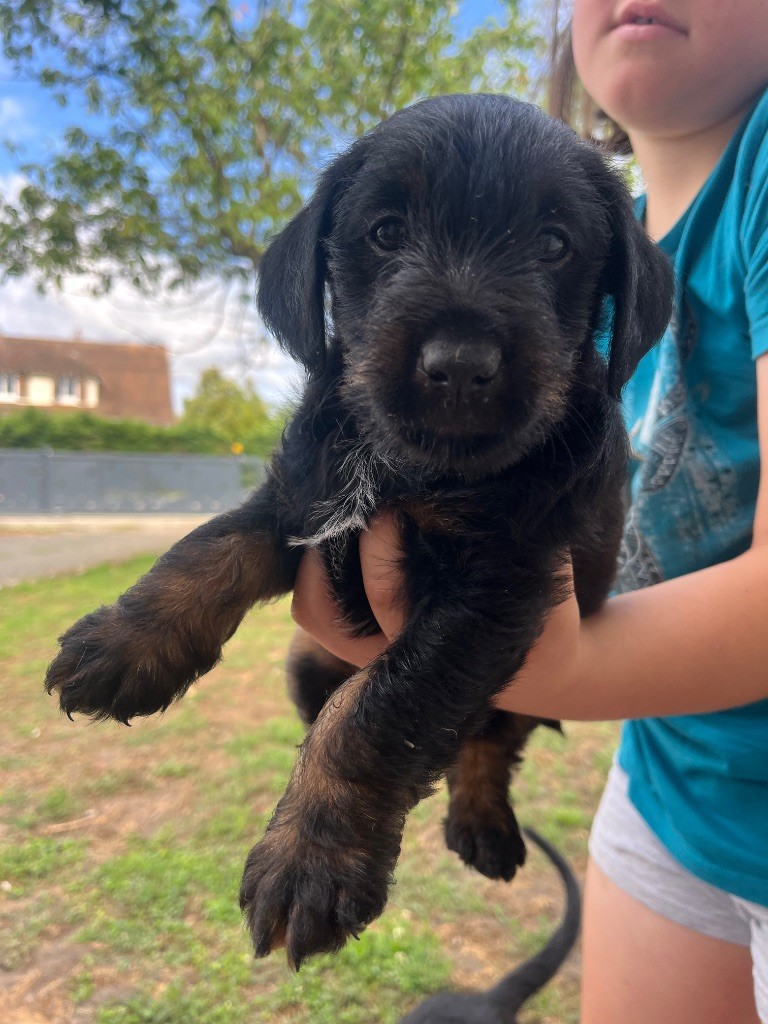 De La Dernière Harde De Sologne - Chiots disponibles - Terrier de chasse allemand