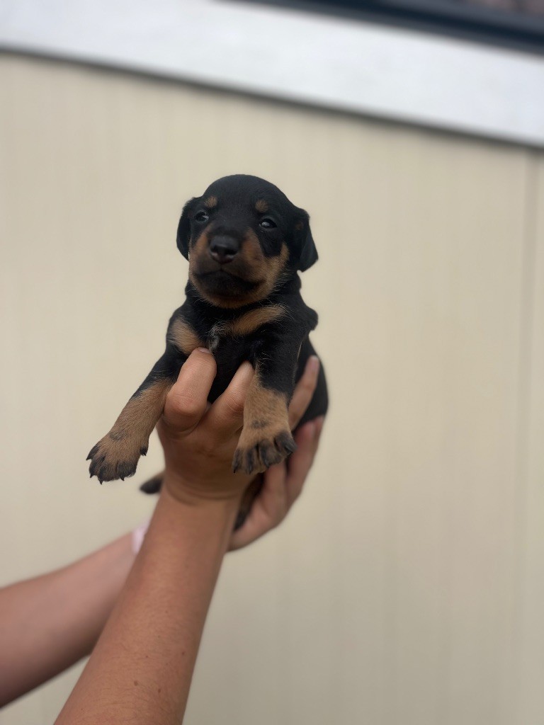 De La Dernière Harde De Sologne - Chiots disponibles - Terrier de chasse allemand