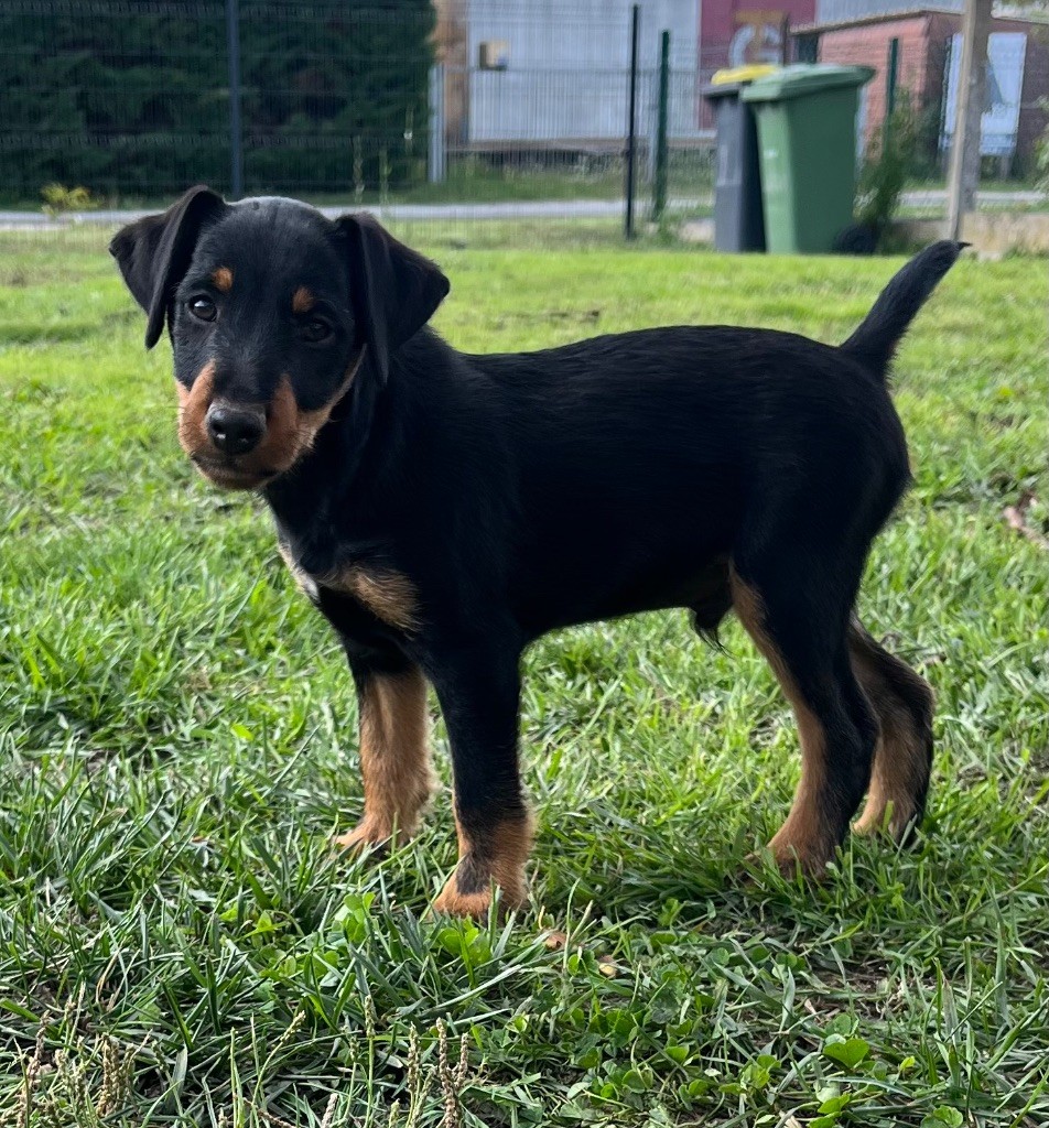 De La Dernière Harde De Sologne - Chiots disponibles - Terrier de chasse allemand