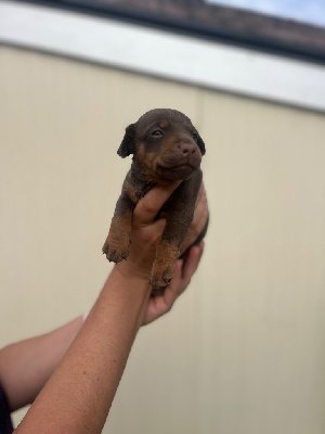 CHIOT 7