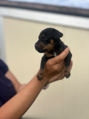 CHIOT 9