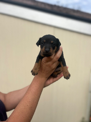 CHIOT 8