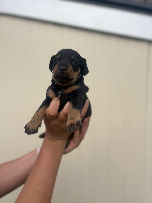 CHIOT 4
